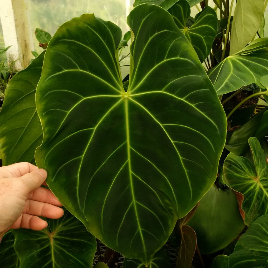 Антуриум Айдахо