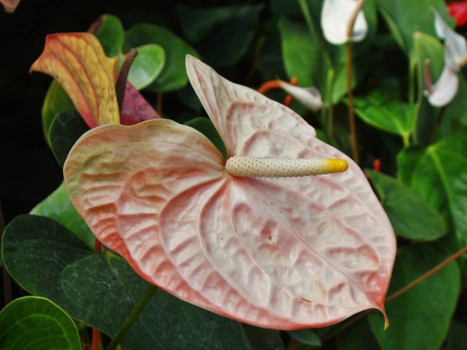 Антуриум Форгети Anthurium forgetii