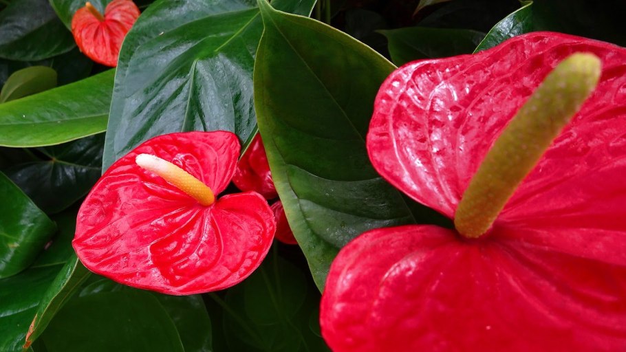 Антуриум казанова