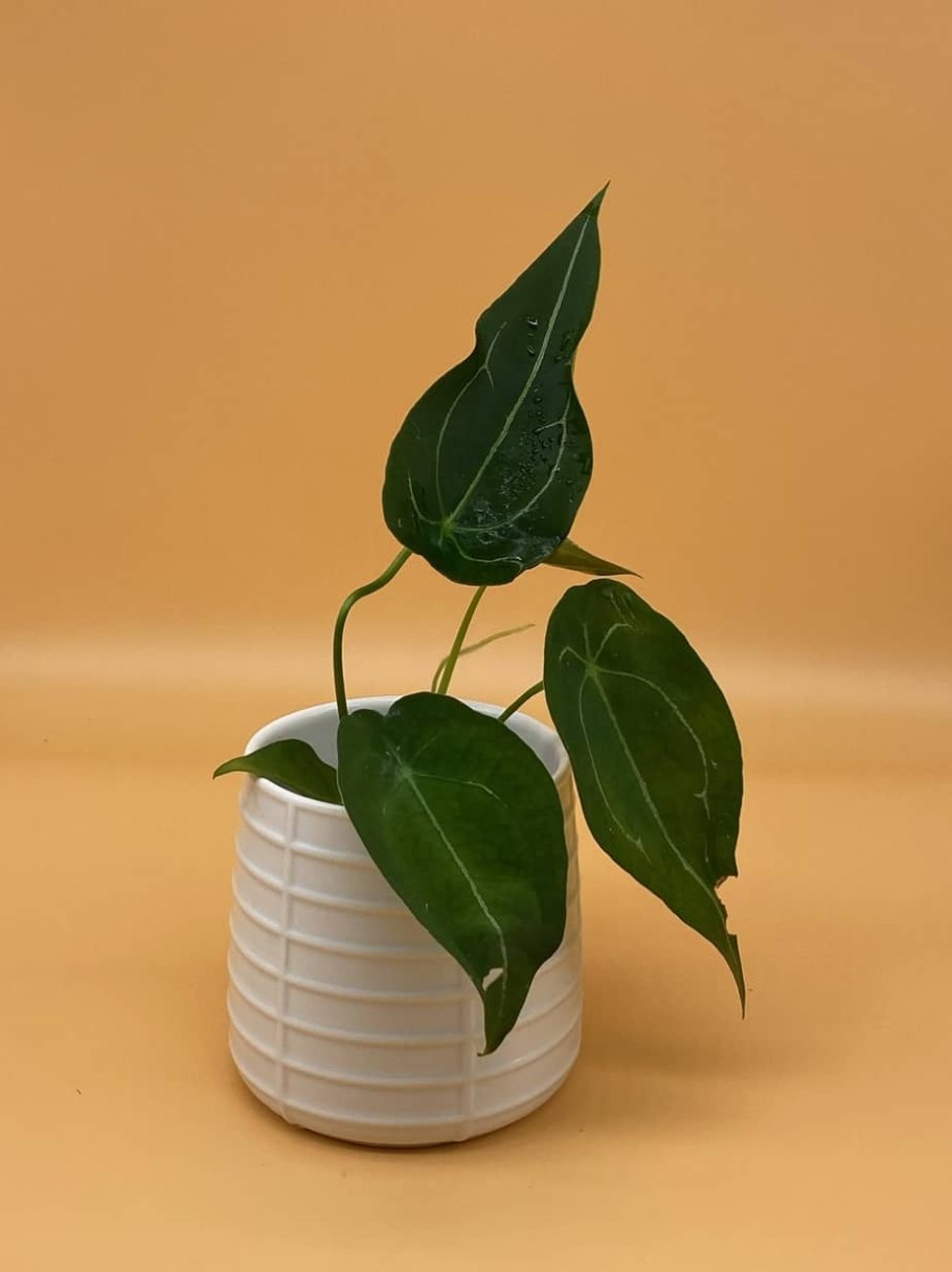 Антуриум форгетии