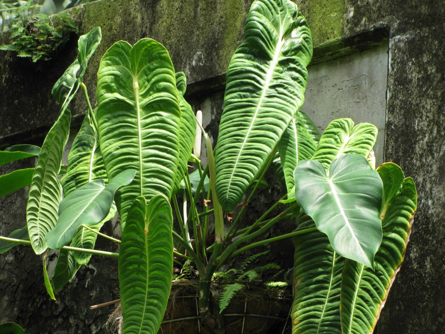 Anthúrium warocqueanum