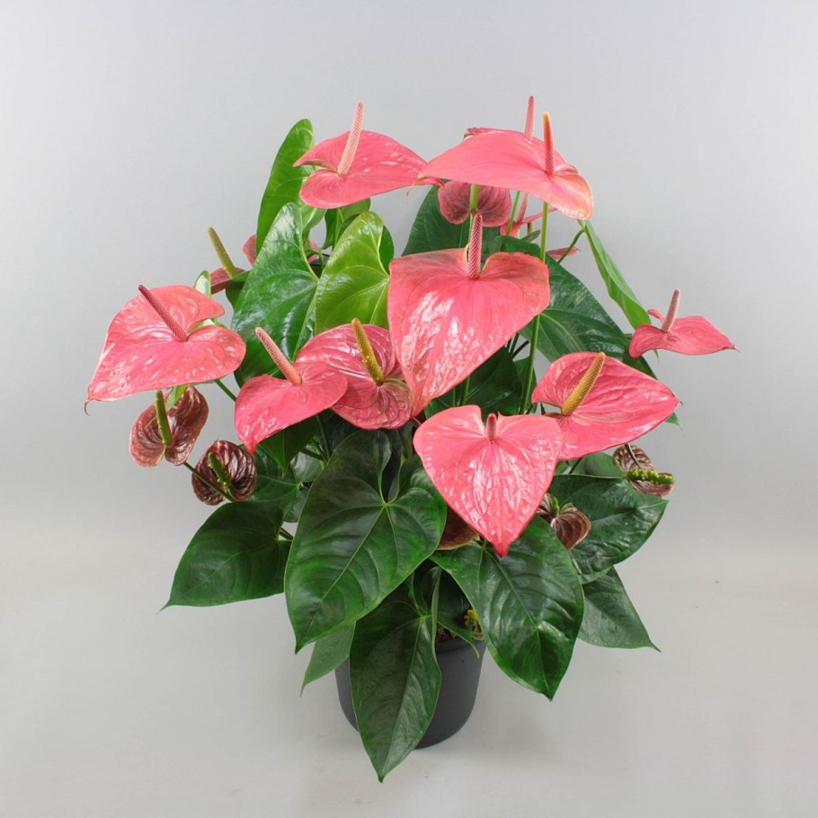 Антуриум розовый