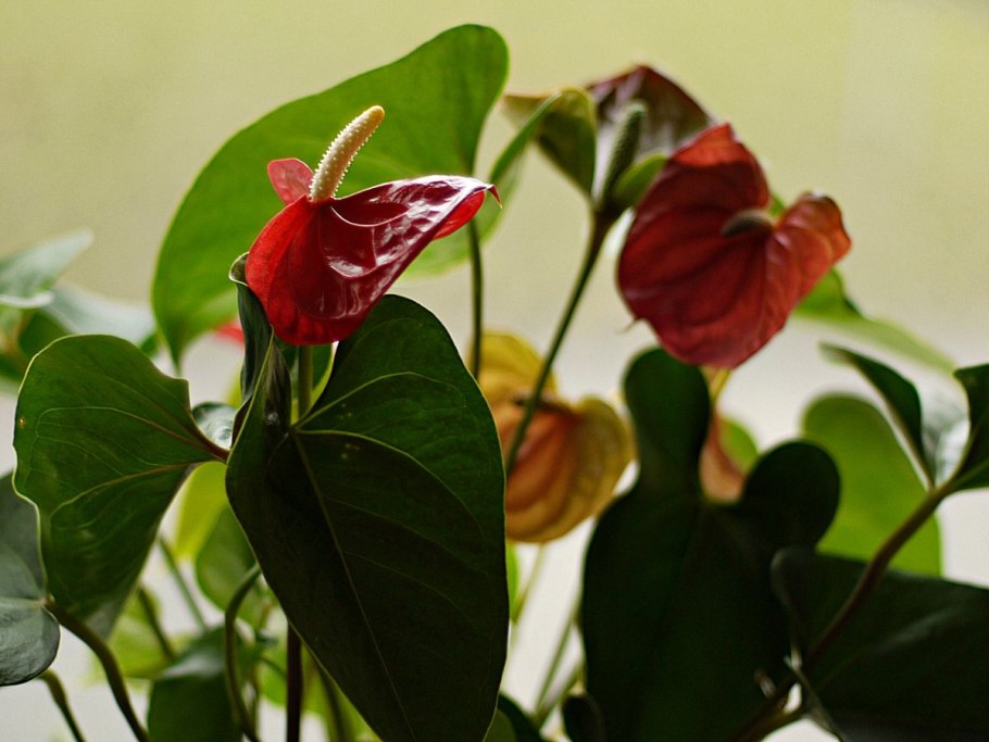 Антуриум андре гавайи