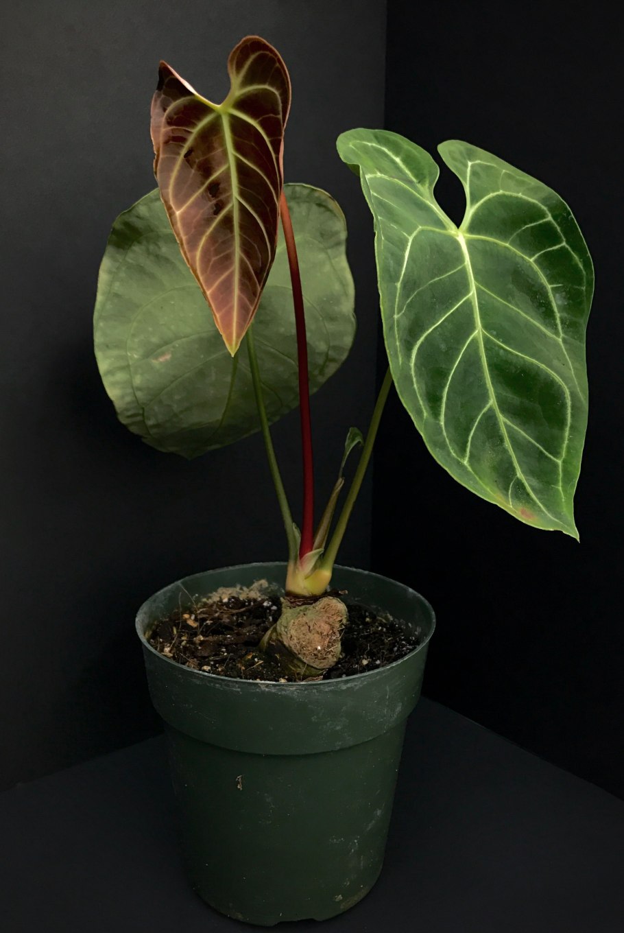 Anthurium warocqueanum
