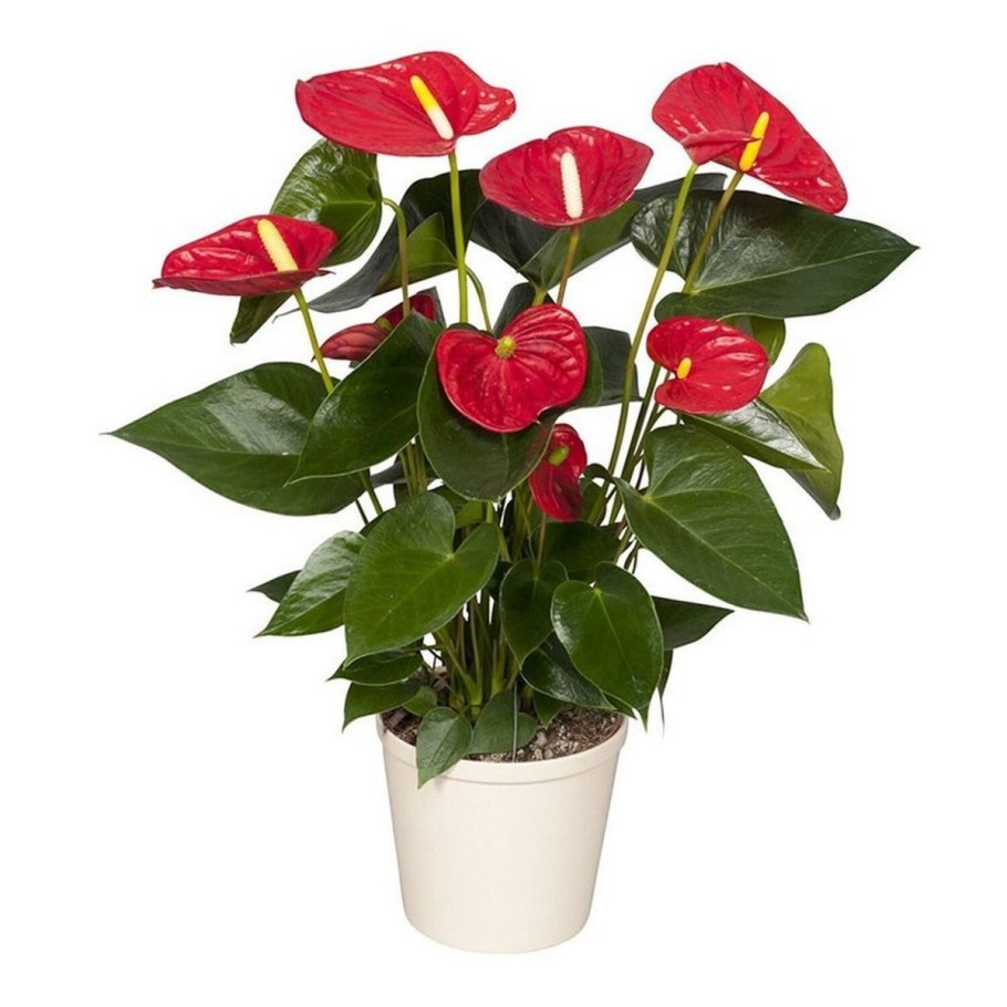 Антуриум Андре Гавайи