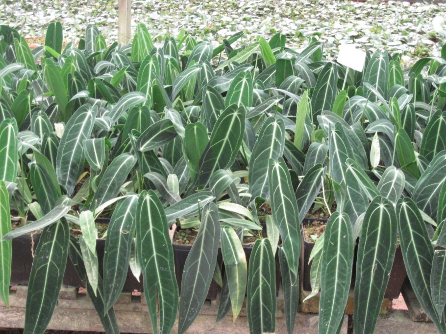 Антуриум warocqueanum