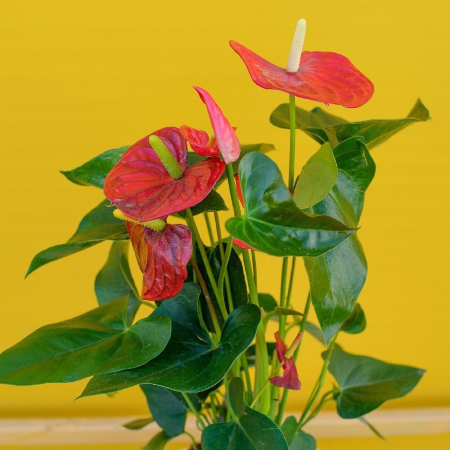 Цветок антуриум