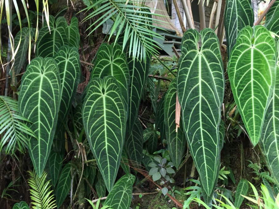 Anthúrium warocqueanum