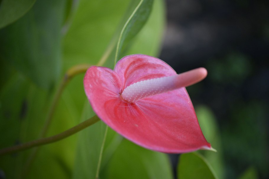 Антуриум элидо