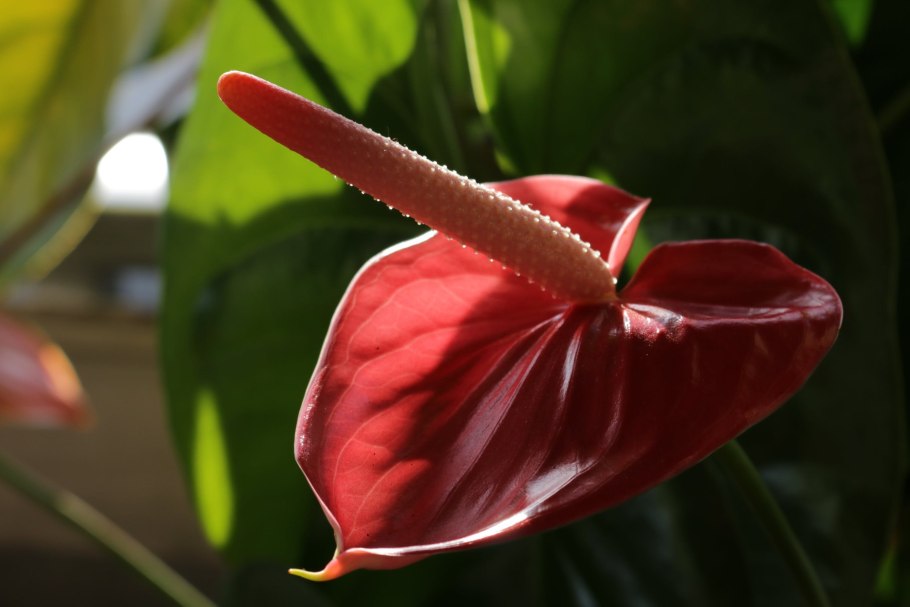 Антуриум Адиос Уайт