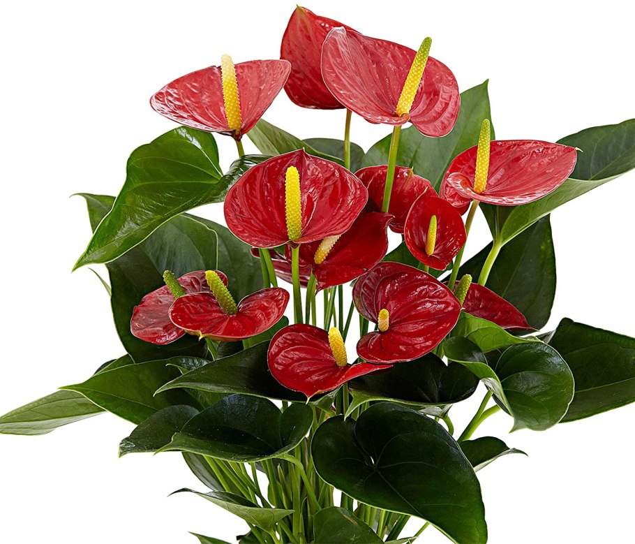 Антуриум андрианум чемпион красный