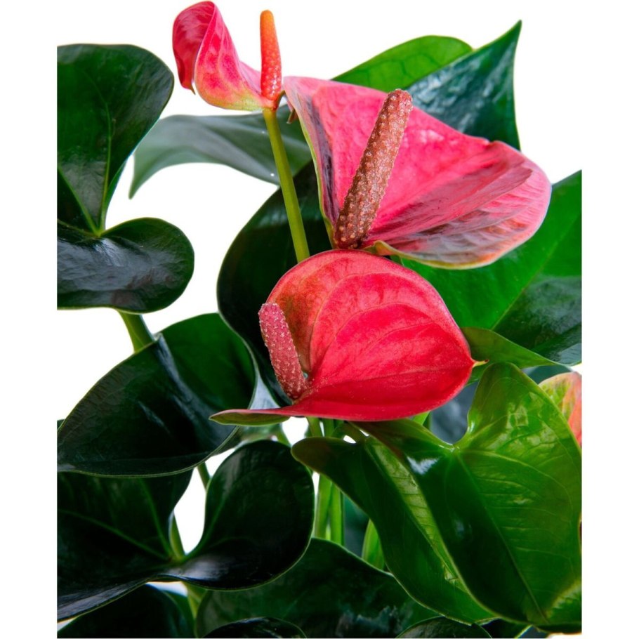 Антуриум красный