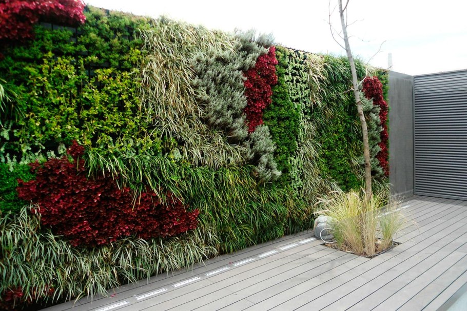 Фитостена изгородь