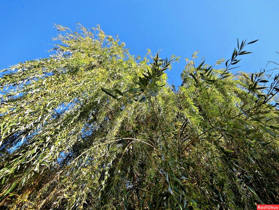 Ива свердловская плакучая