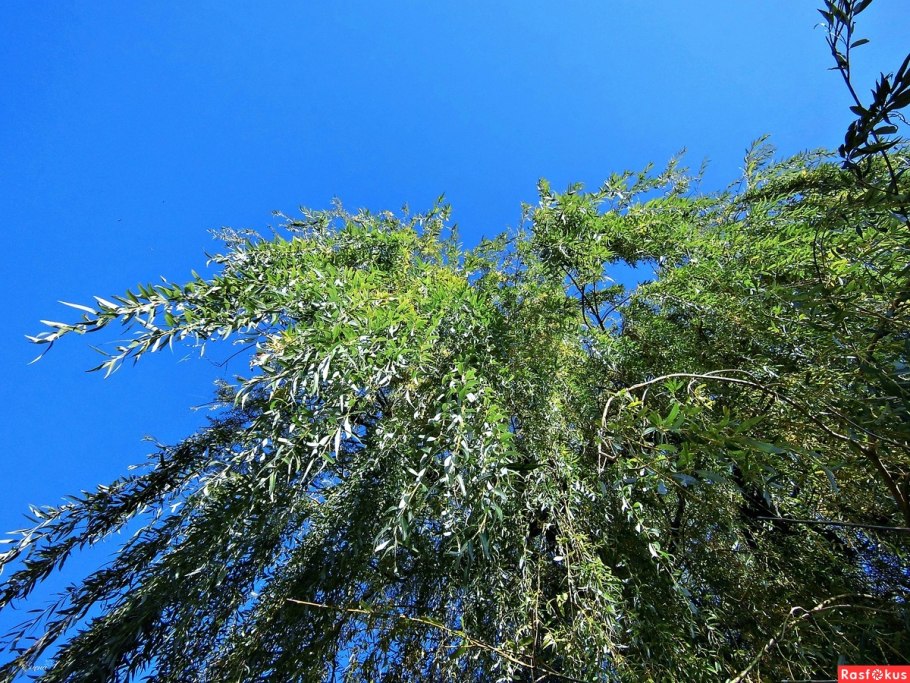 Плакучая ива