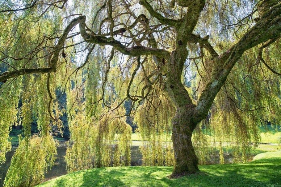 Weeping willow