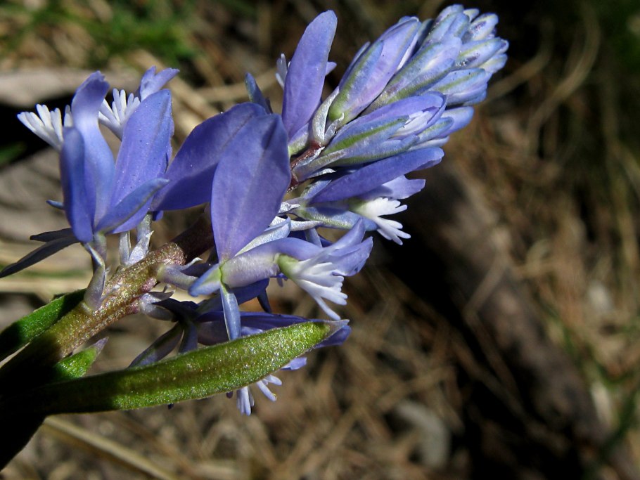 Истод обыкновенный (тонколистный)