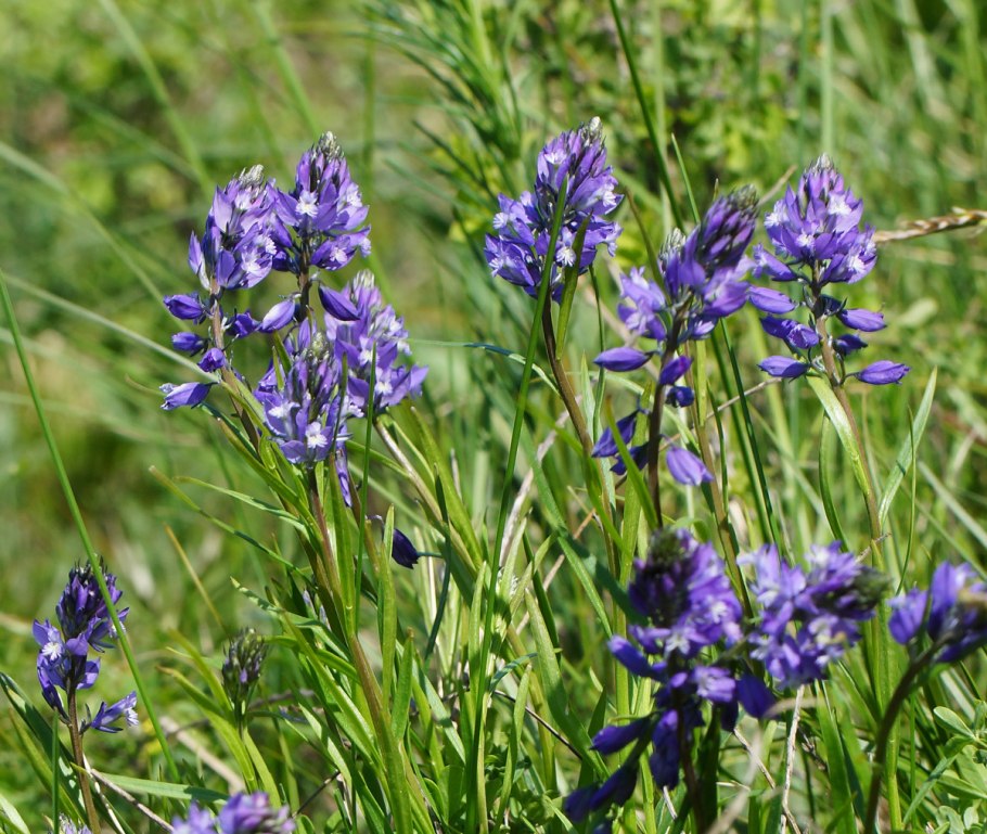 Истод обыкновенный