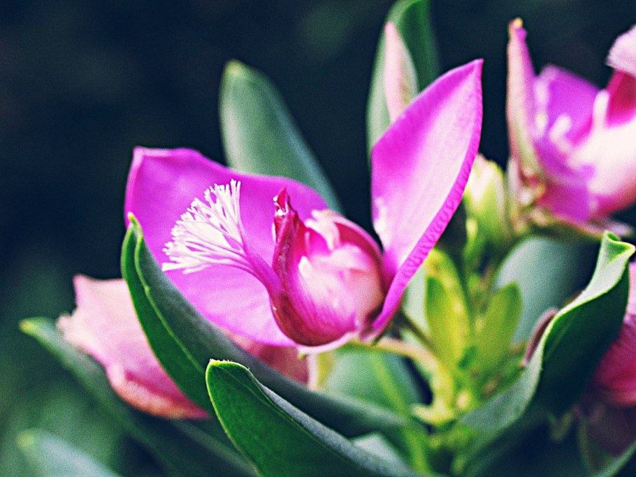 Полигала Миртифолия