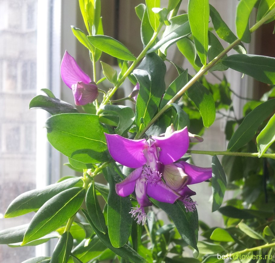 Полигала Истод