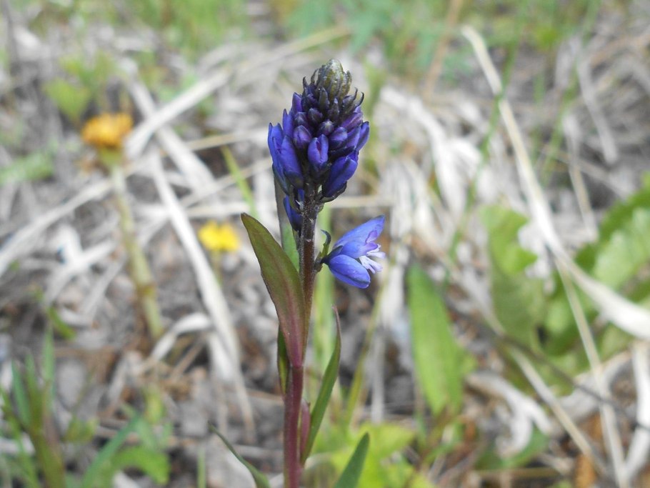 Истод обыкновенный