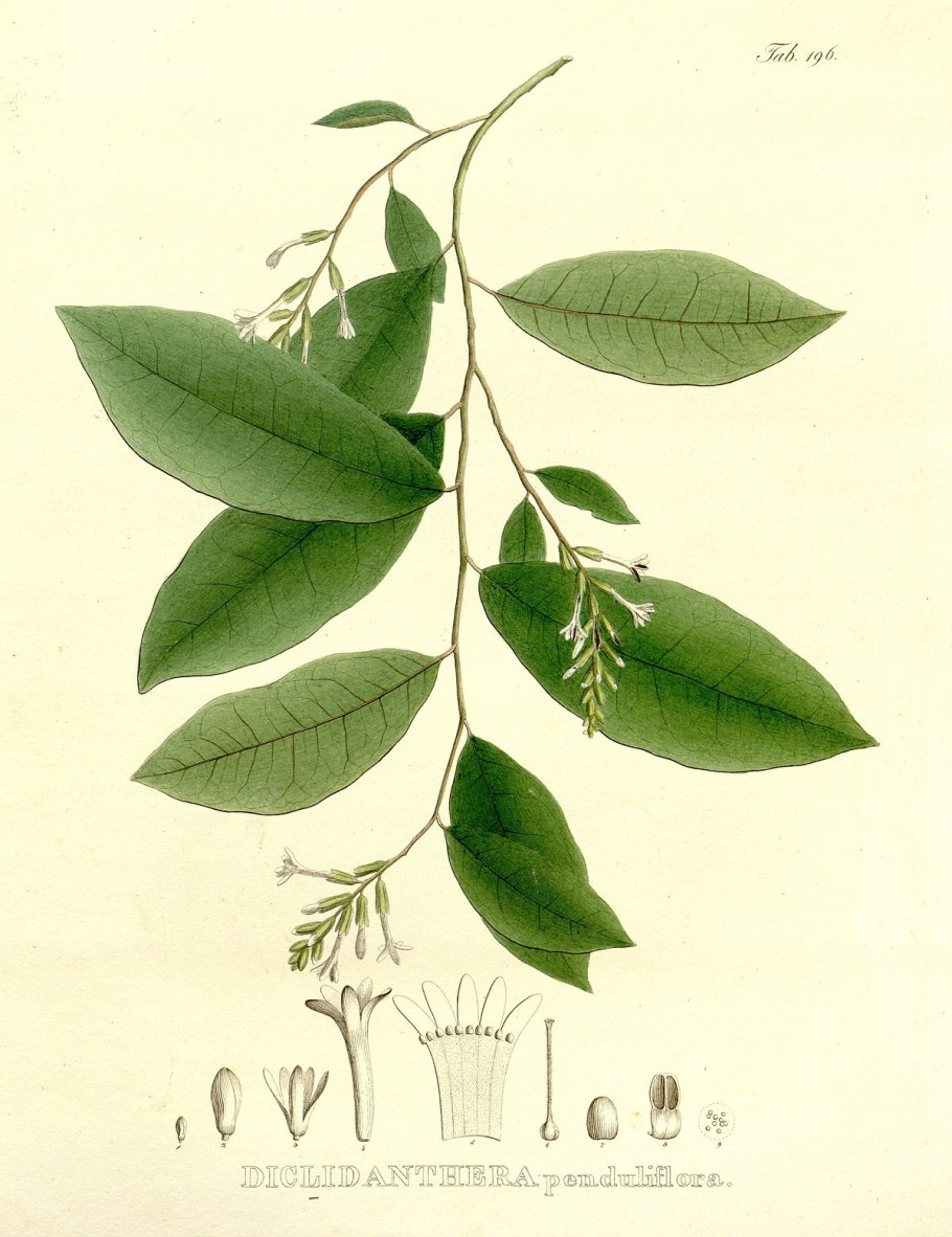 Heberdenia penduliflora