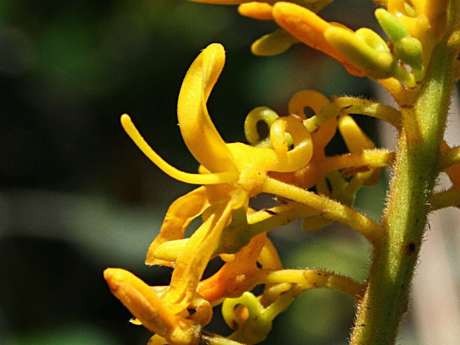 Ferruginea macrostachys