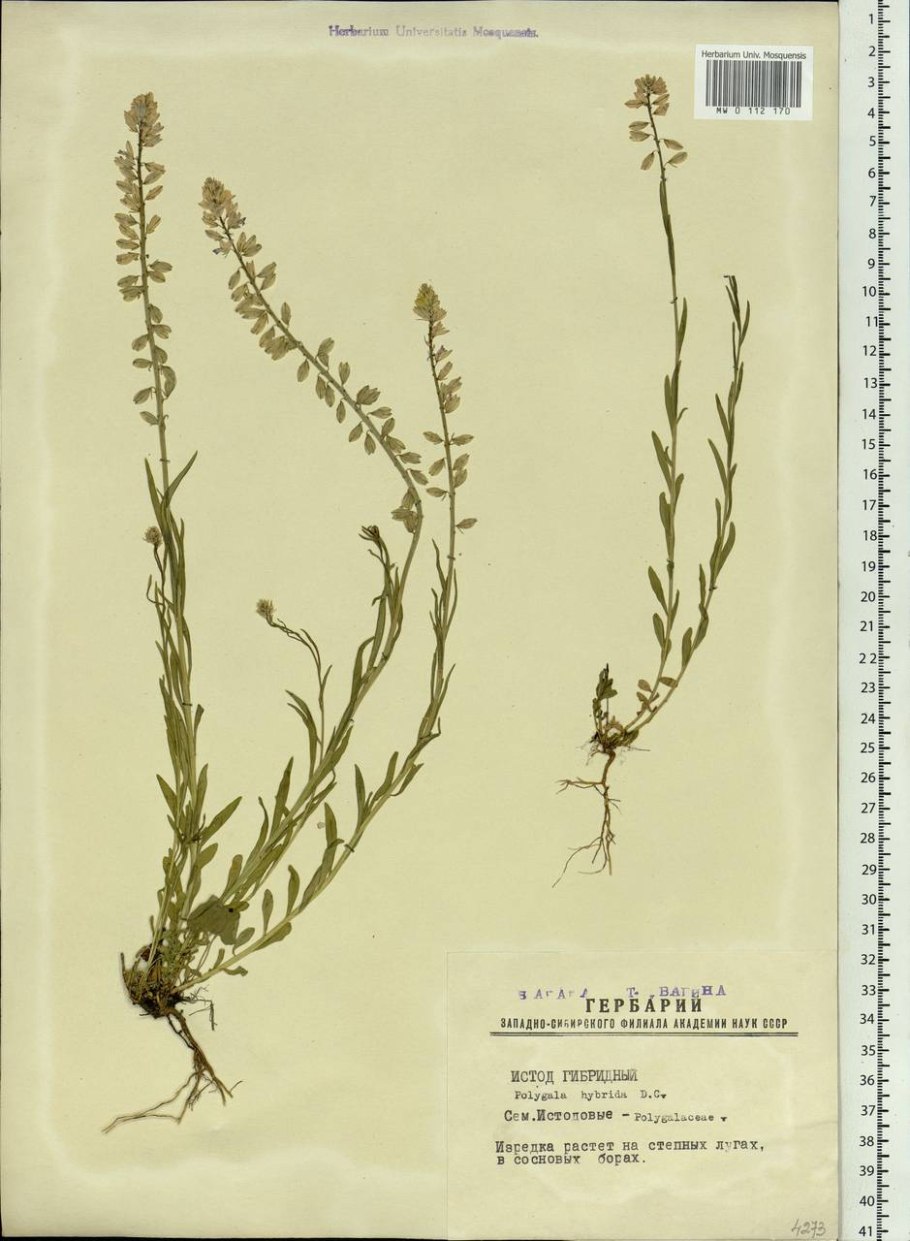 Щавель воробьиный (rumex acetosella)