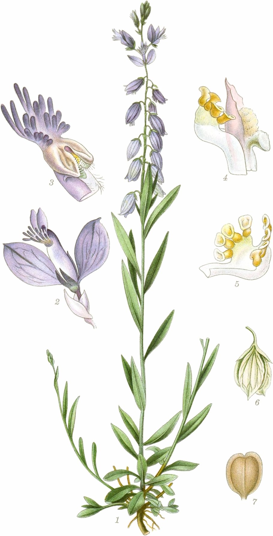 Диоскорея, виргинский плющ