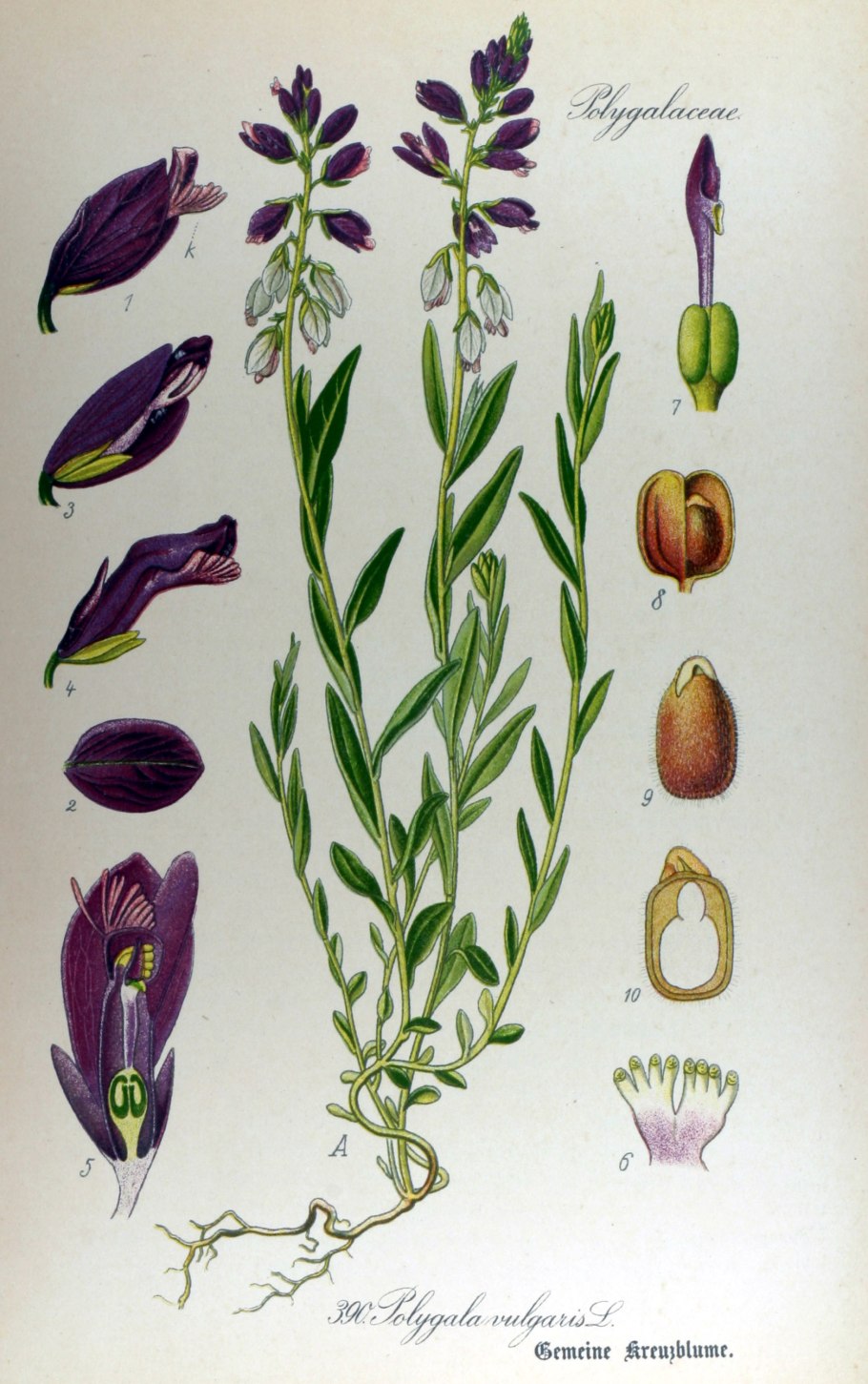 Истод Сибирский корни