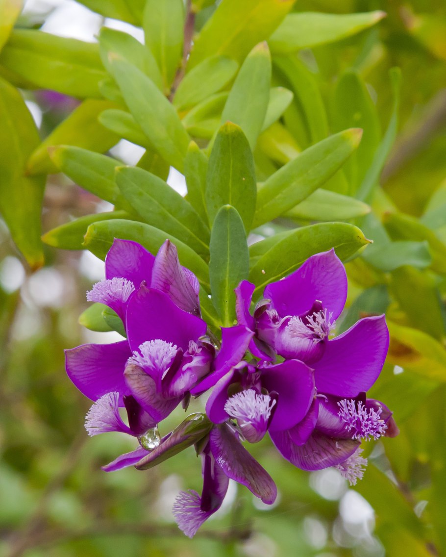 Polygala myrtifolia