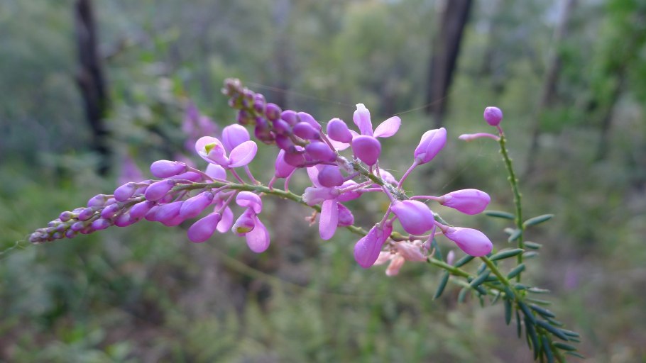 Polygala podolica иллюстрация