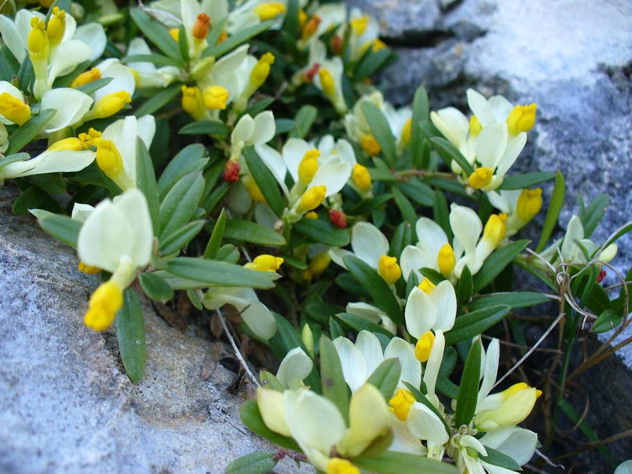 Polygala calcarea