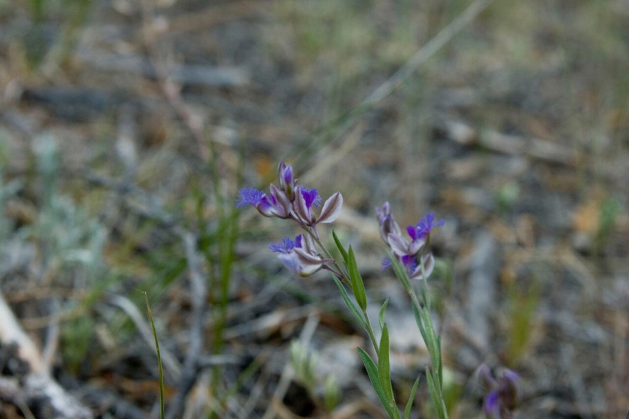 Истод хохлатый