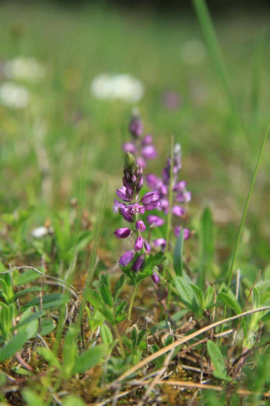 Polygala myrtifolia (Истод)