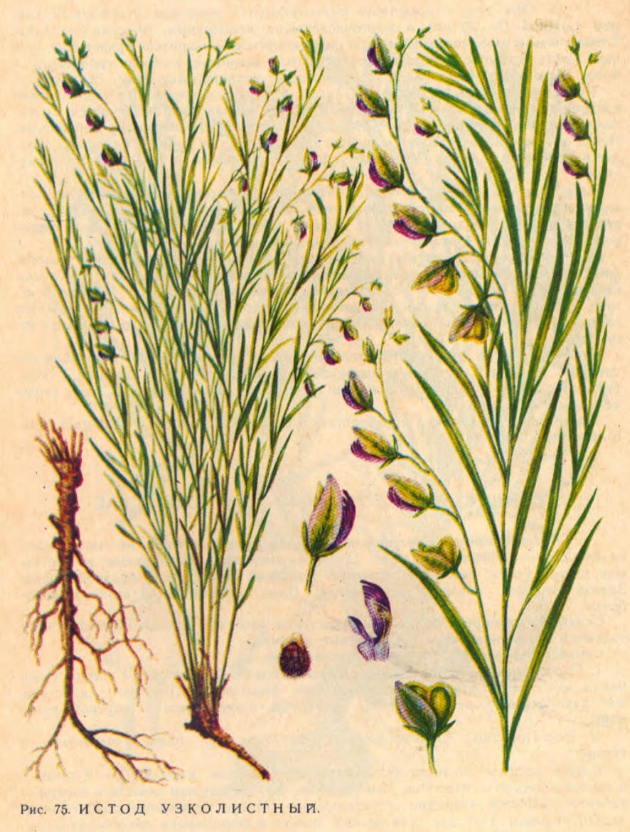 Истод Сибирский