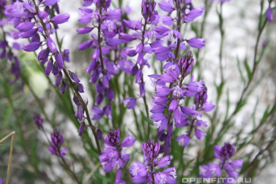 Истод тонколистный