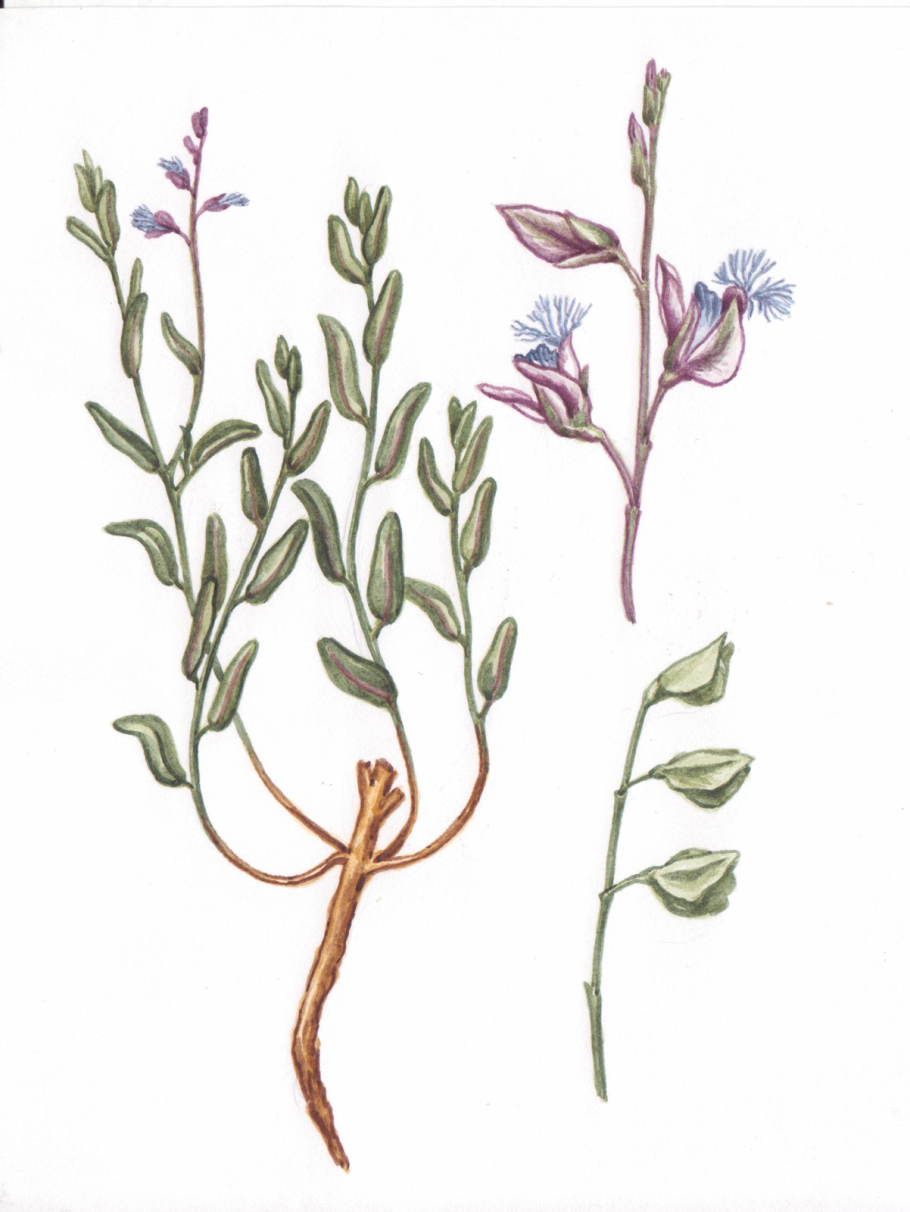 Филлантус нирури