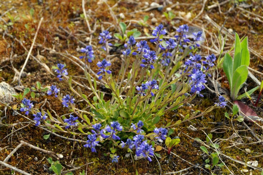 Истод Сибирский Polygala sibirica l