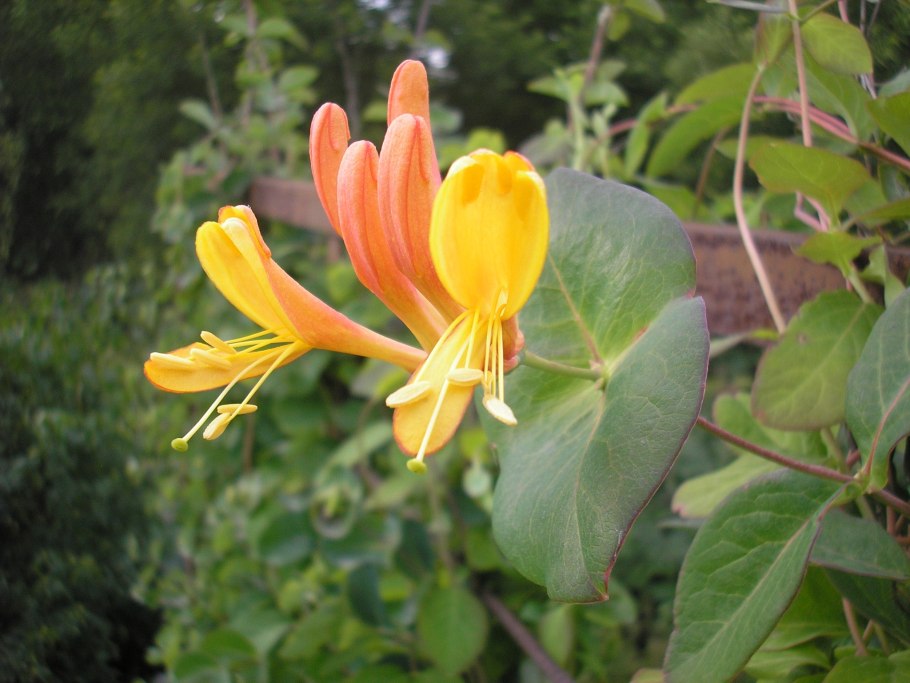 Жимолость каприфоль желтая