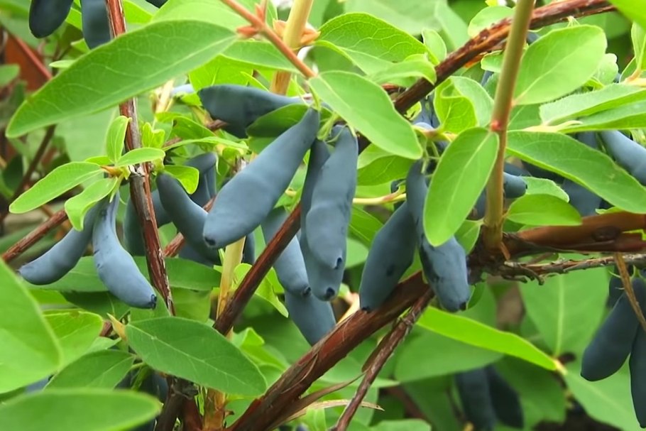 Жимолость съедобная (Lonicera edulis &#96;нимфа&#96;)