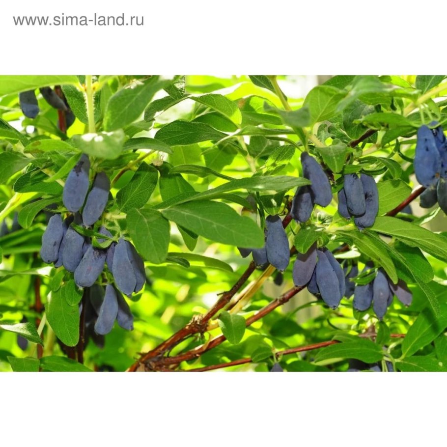 Lonicera periclymenum