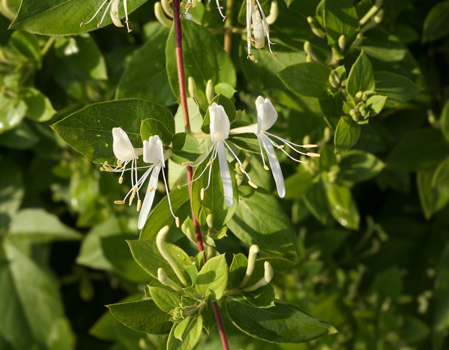 Жимолость японская-lonicera japonica