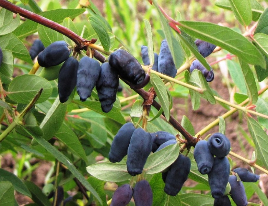 Lonicera heckrottii Goldflame