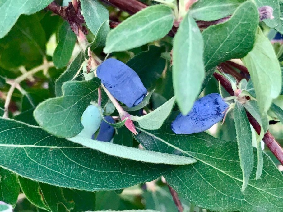 Жимолость съедобная челябинка