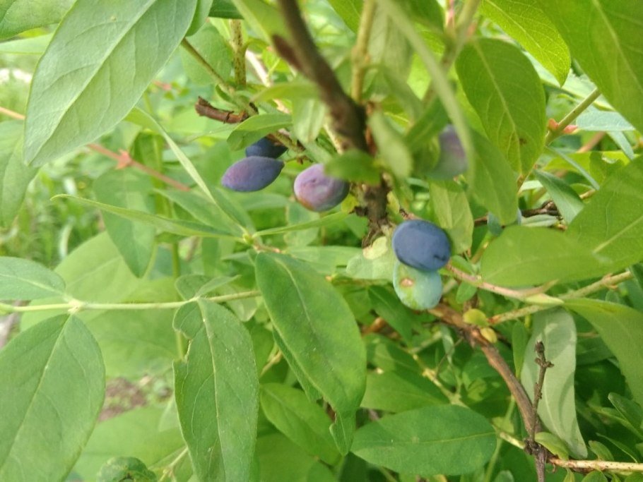 Жимолость съедобная морена