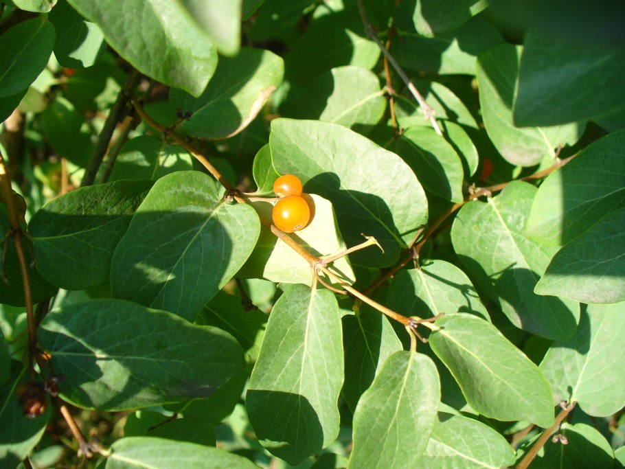 Жимолость куст оранжевые ягоды
