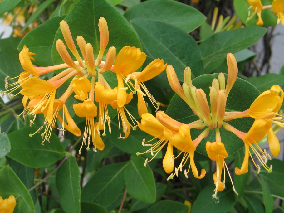 Жимолость каприфоль Тельмана