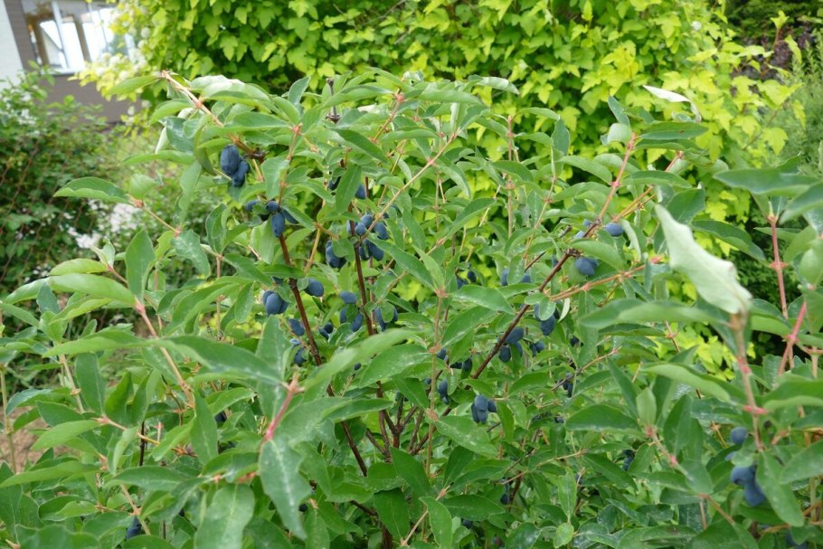 Жимолость куст