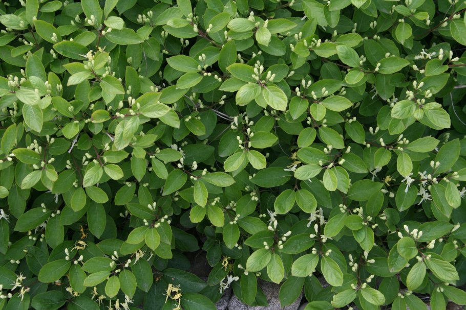 Жимолость Голден